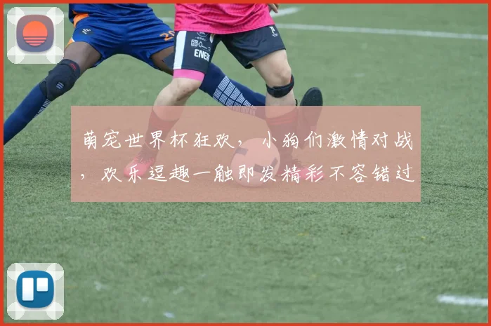 萌宠世界杯狂欢，小狗们激情对战，欢乐逗趣一触即发精彩不容错过